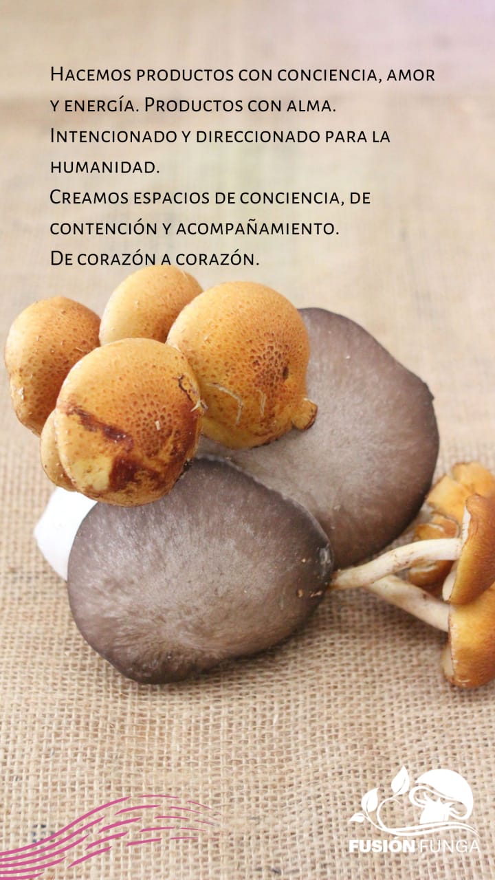 Imagen 5